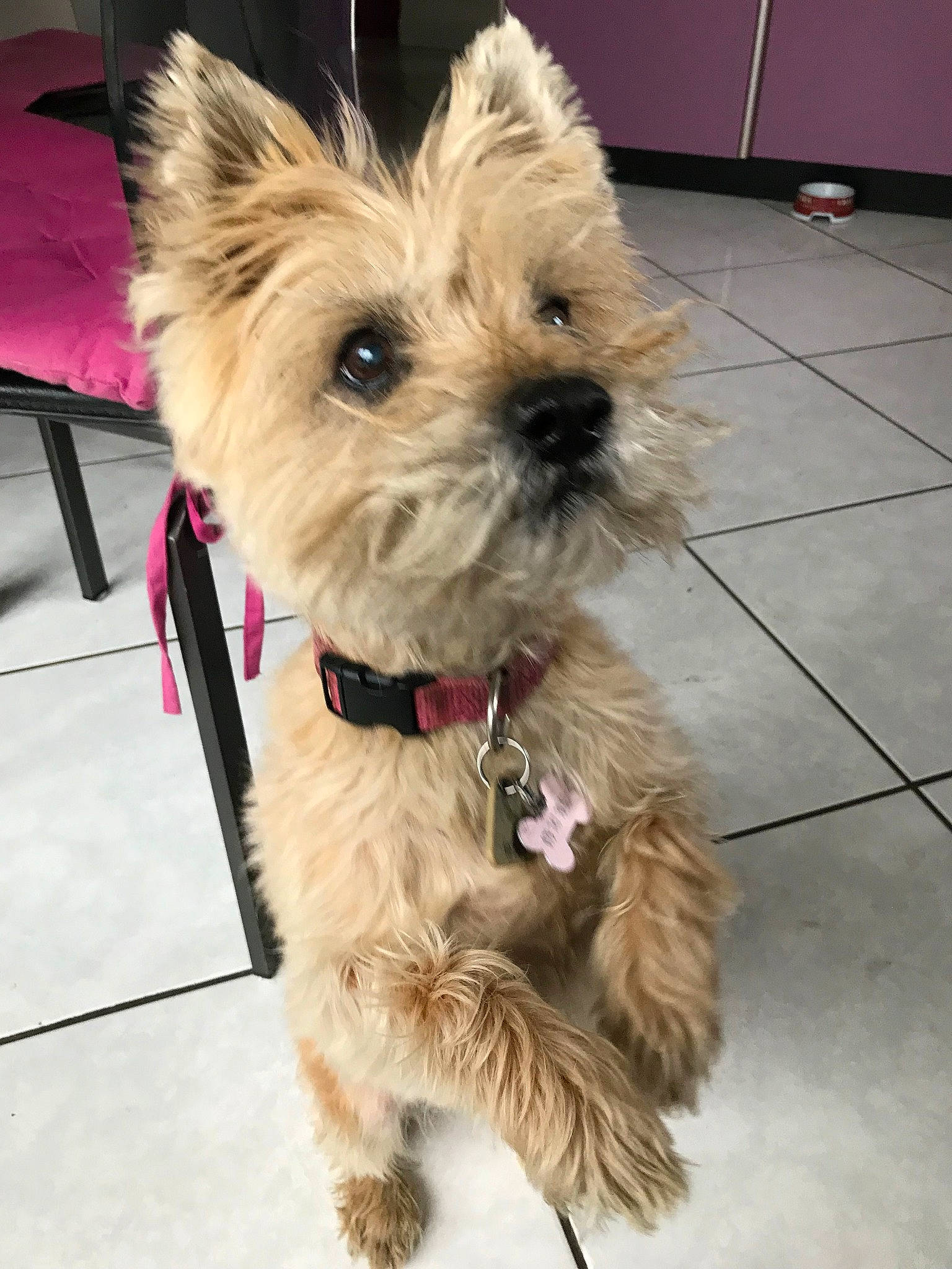 Mouchka participe au concours pour gagner de l'argent avec cette photo : cairn_terrier, canidae, carnivore, companion_dog, dog, dog_breed, dutch_smoushond, glen_of_imaal_terrier, maltepoo, mammal, morkie, norwich_terrier, puppy, schnoodle, small_terrier, snout, sporting_lucas_terrier, terrier, vertebrate, west_highland_white_terrier