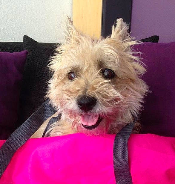 Mouchka participe au concours pour gagner de l'argent avec cette photo : australian_terrier, cairn_terrier, canidae, carnivore, companion_dog, dog, dog_breed, glen_of_imaal_terrier, maltepoo, mammal, morkie, puppy, rare_breed_dog, schnoodle, small_terrier, terrier, toy_dog, vertebrate, west_highland_white_terrier, yorkshire_terrier