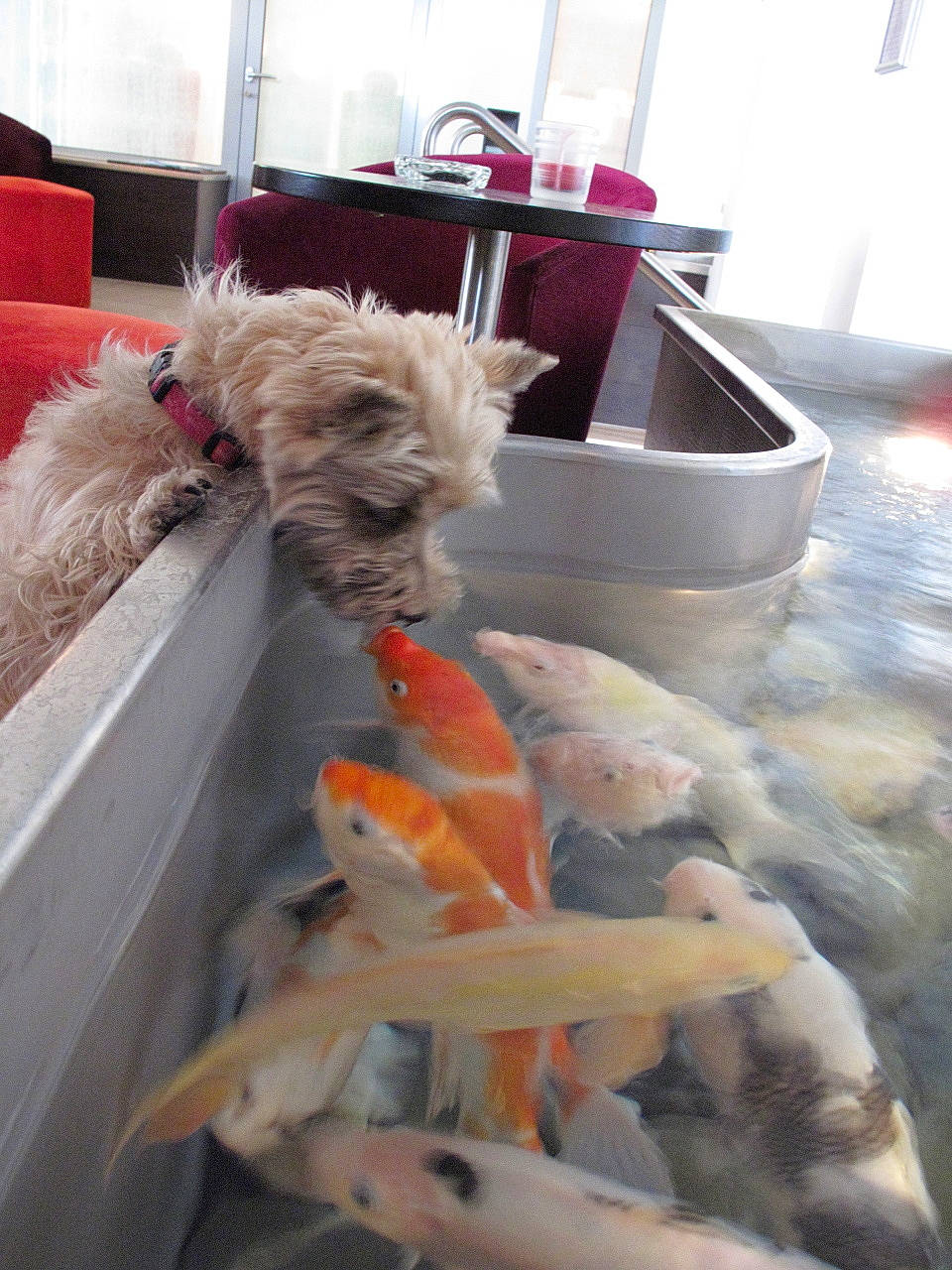 Mouchka participe au concours pour gagner de l'argent avec cette photo :