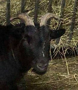 Doudou a rejoint le concours — aidez-le/la à gagner de superbes lots ! bovine, cow_goat_family, feral_goat, goats, grass, horn, terrestrial_animal, water_buffalo, wildlife, working_animal