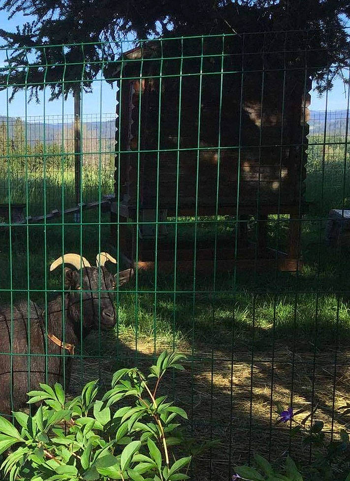 Doudou participe au concours pour gagner de l'argent avec cette photo : fence, grass, house, plant, tree, zoo