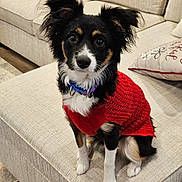 Abby is registered to the contest to win money with this photo: animal, black_fur, brown_fur, collar, couch, cozy, cute, dog, domestic, ears, fur, home, indoor, living_room, looking_at_camera, pet, red_sweater, sitting, small_dog, white_fur