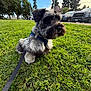 dog, schnauzer, pet, grass, park, leash, harness, close_up, furry, portrait, outdoor, trees, sky, cars, parking_lot, sidewalk, greenery, sunlight, cloudy_sky, person_in_background