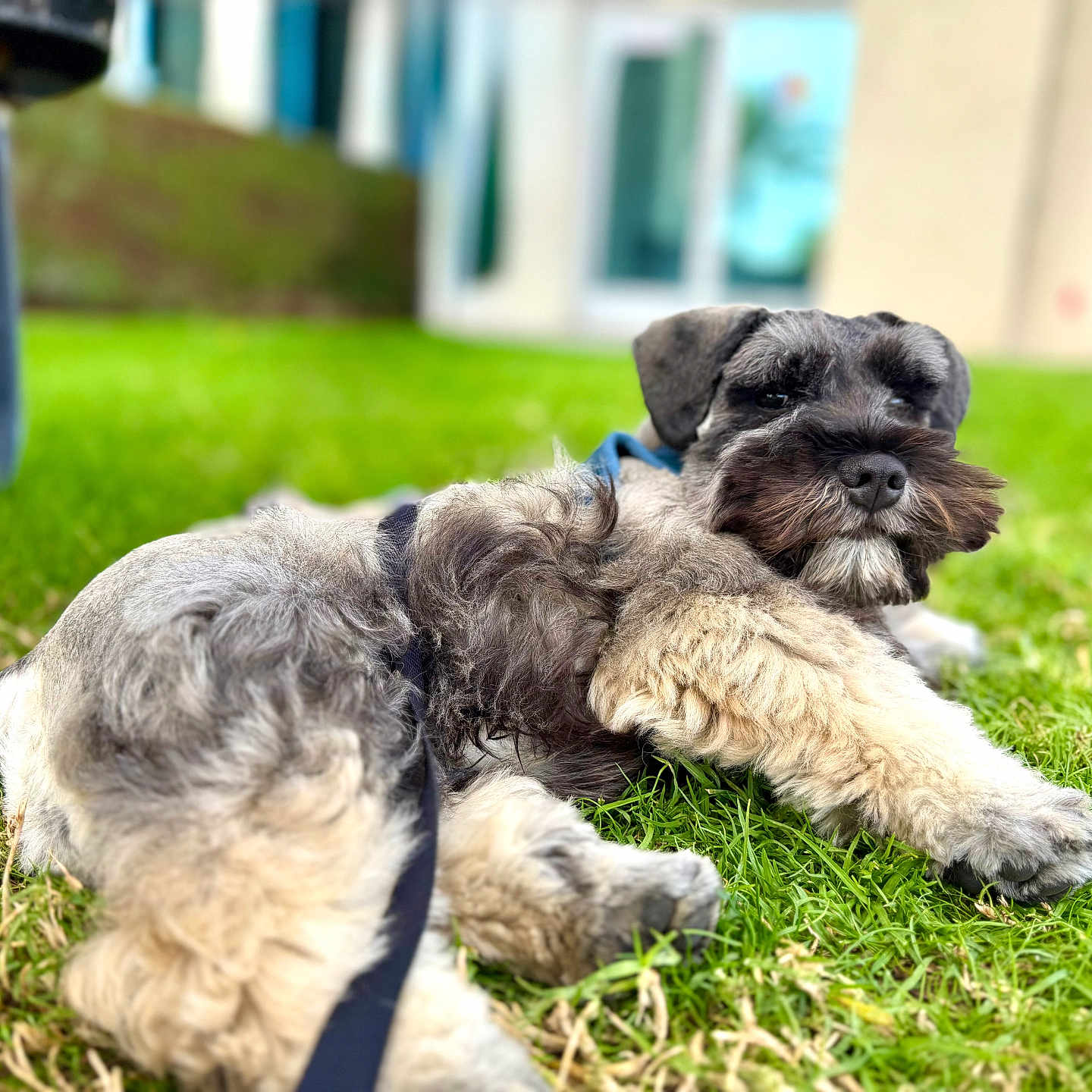 Atlas Mendoza joined the competition — help win amazing prizes! dog, schnauzer, pet, grass, lawn, outdoor, leash, fur, paws, muzzle, whiskers, close_up, portrait, cute, relaxed, bokeh, house, bench, greenery, side_eye