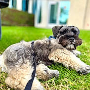 Atlas Mendoza joined the competition — help win amazing prizes! dog, schnauzer, pet, grass, lawn, outdoor, leash, fur, paws, muzzle, whiskers, close_up, portrait, cute, relaxed, bokeh, house, bench, greenery, side_eye