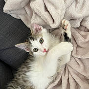 Athena a rejoint le concours — aidez-le/la à gagner de superbes lots ! adorable, animal, blanket, cat, close_up, cozy, curious, cute, feline, fluffy, gray, indoor, kitten, lying_down, paw, pet, soft, stretching, white, young