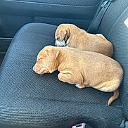 Sergeant And Rebel joined the competition — help win amazing prizes! puppies, sleeping, car_seat, brown_puppy, dog, animal, pet, seatbelt, interior, vehicle, resting, cute, young, fur, domestic_animal, side_view, closeup, two_animals, peaceful, car_interior
