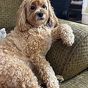 Ginger is registered to the contest to win money with this photo: dog, pet, doodle, fluffy_fur, couch, armrest, living_room, indoor, relaxed, portrait, paw, collar, brown_eyes, nose, whiskers, textured_upholstery, cup, desk, chair, home