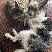 Aika participe au concours pour gagner de l'argent avec cette photo : dog, cat, pet, animal, tabby_cat, fluffy_dog, brown_blanket, indoor, cozy, resting, close_up, fur, cute, friendship, nuzzling, relaxed, companion, domestic, cute_animals, snuggling