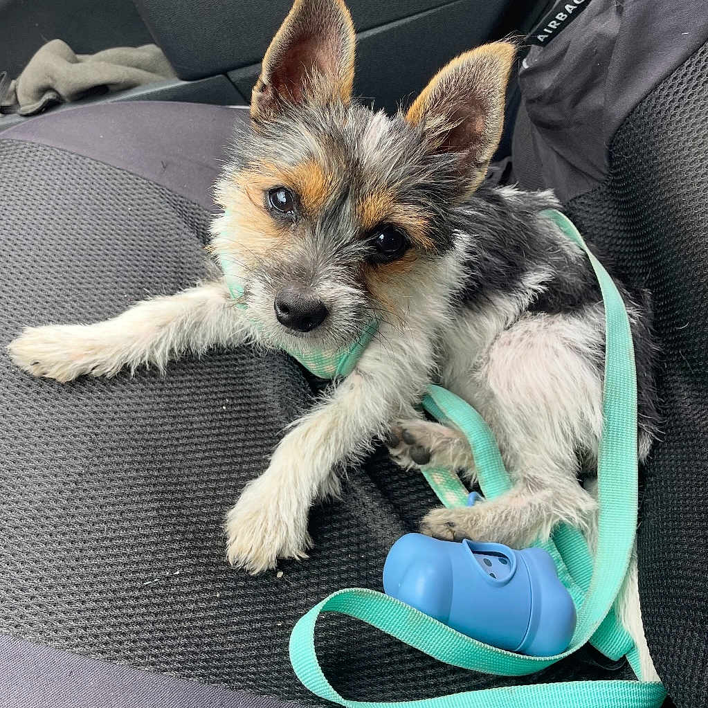 Aika a rejoint le concours — aidez-le/la à gagner de superbes lots ! animal, black, blue, brown, car_seat, companion, cute, dispenser, dog, ears, harness, indoor, leash, looking_up, pet, puppy, resting, scruffy, white, young