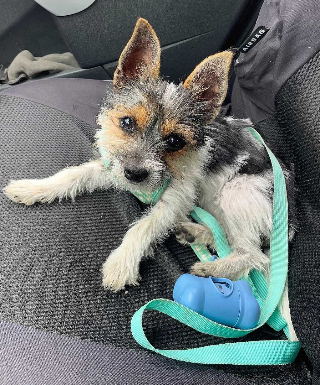 Aika a rejoint le concours — aidez-le/la à gagner de superbes lots ! puppy, dog, car_seat, leash, harness, cute, pet, animal, indoor, scruffy, ears, black, white, brown, blue, dispenser, looking_up, resting, young, companion