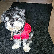 Tito joined the competition — help win amazing prizes! dog, small_dog, red_shirt, leash, black_rug, carpet, indoor, furniture, basket, curious, pet, animal, floor, home, cozy, sitting, fluffy, cute, domestic, companion