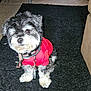 dog, small_dog, red_shirt, leash, black_rug, carpet, indoor, furniture, basket, curious, pet, animal, floor, home, cozy, sitting, fluffy, cute, domestic, companion