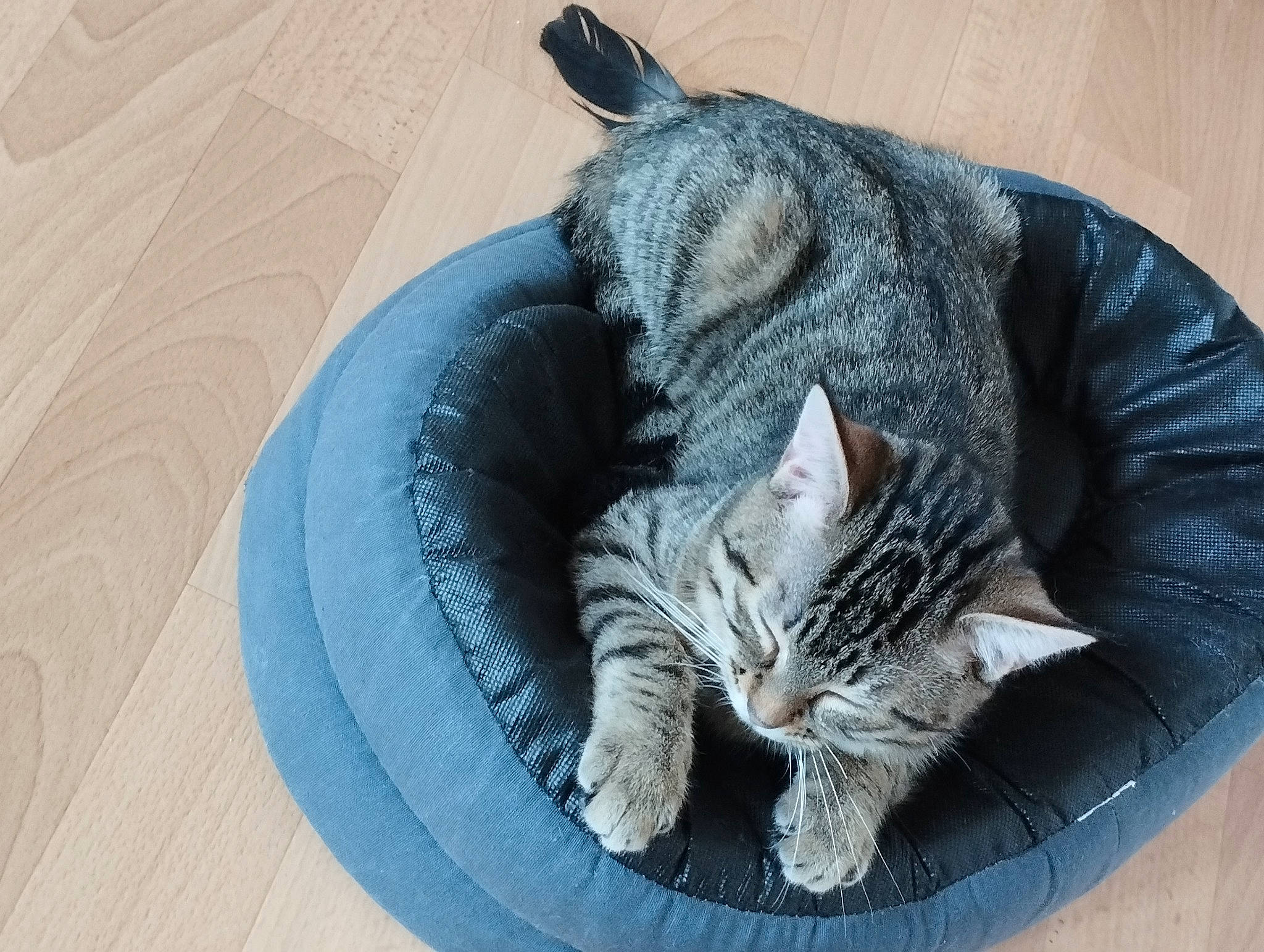 Ulysse a rejoint le concours — aidez-le/la à gagner de superbes lots ! bed, carnivore, cat, cat_bed, cat_supply, circle, claw, comfort, domestic_short_haired_cat, felidae, fur, grey, linens, nap, paw, sleep, small_to_medium_sized_cats, snout, tail, whiskers