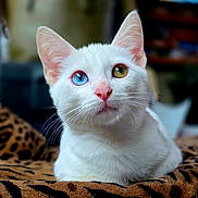 Jackson is registered to the contest to win money with this photo: animal, blanket, blue_eye, cat, close_up, cute, domestic_cat, feline, fur, green_eye, heterochromia, indoor, leopard_print, looking_up, pet, pink_nose, portrait, relaxed, whiskers, white_cat