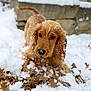 dog, golden_retriever, snow, leaves, outdoor, winter, playful, fur, animal, nature, curious, paw, stone_wall, background, cold, daylight, pet, canine, snowflakes, blurred_background