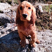 Cookie a rejoint le concours — aidez-le/la à gagner de superbes lots ! puppy, dog, outdoor, rock, nature, muddy, animal, cute, young, pet, fur, ears, grass, sunlight, adventure, closeup, portrait, brown, playful, curious