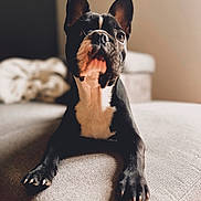 Rom a rejoint le concours — aidez-le/la à gagner de superbes lots ! animal, bostonbull, boxer, bulldog, canine, dog, dogbed, frenchbulldog, furniture, pet, pitbull, puppy, snout