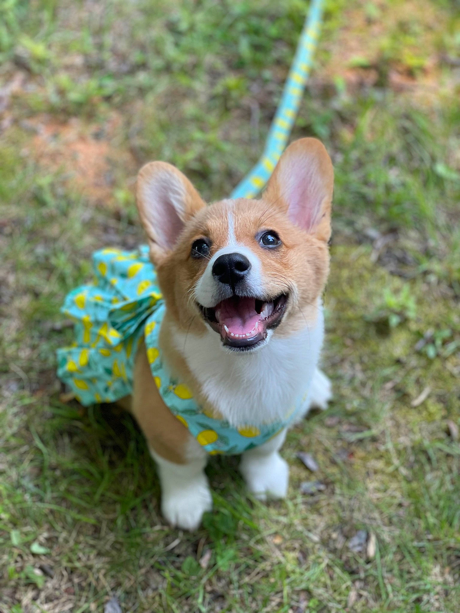 Frances is registered to the contest to win money with this photo: carnivore, collar, companion_dog, dog, dog_breed, dog_clothes, dog_collar, dog_supply, fashion_accessory, fawn, fur, grass, leash, plant, snout, tail, terrestrial_animal, toy, toy_dog, whiskers