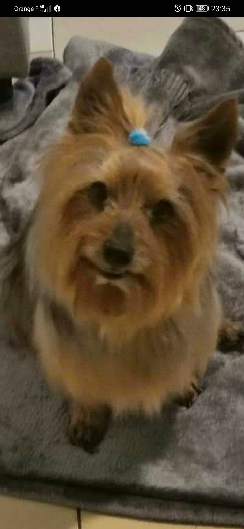 Disco a rejoint le concours — aidez-le/la à gagner de superbes lots ! canidae, carnivore, companion_dog, dog, dog_breed, fawn, fur, liver, non_sporting_group, small_terrier, snout, sporting_group, terrestrial_animal, terrier, toy_dog, whiskers, working_animal