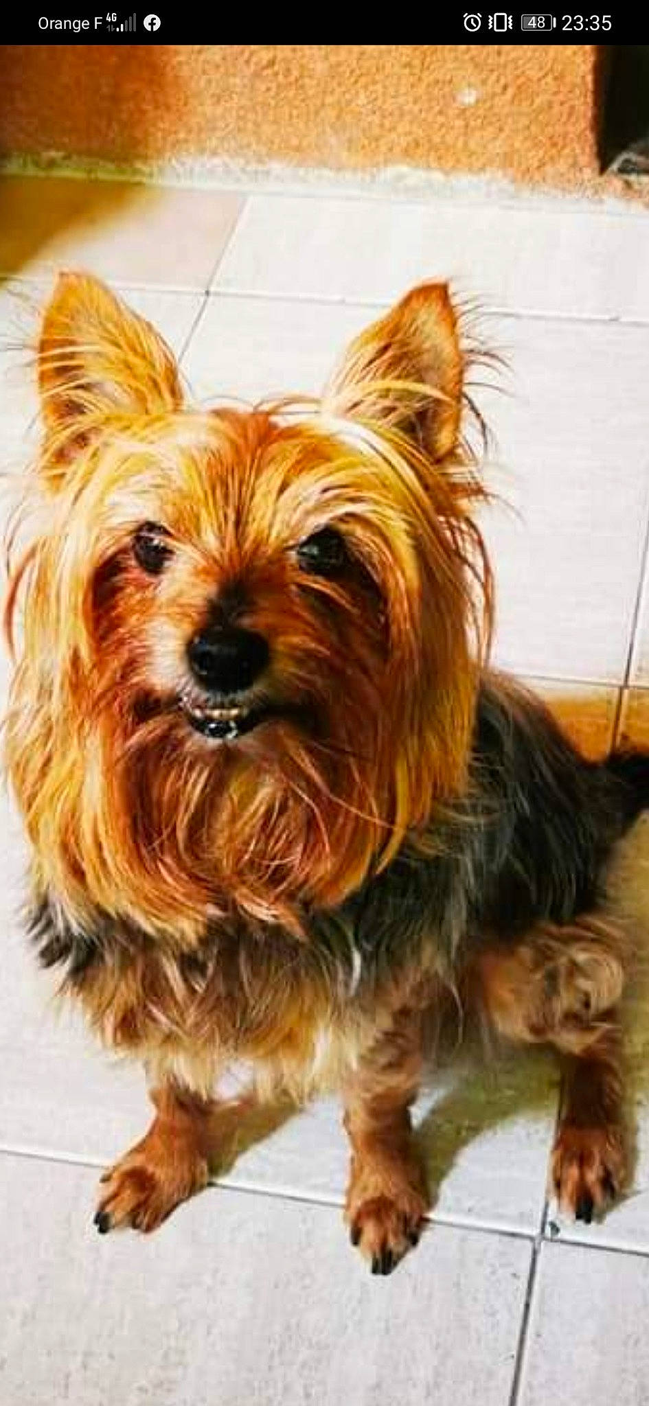 Disco participe au concours pour gagner de l'argent avec cette photo : australian_silky_terrier, australian_terrier, blond, brown, canidae, carnivore, companion_dog, dog, dog_breed, fawn, fur, liver, non_sporting_group, small_terrier, snout, tan, terrier, toy_dog, vertebrate, working_animal
