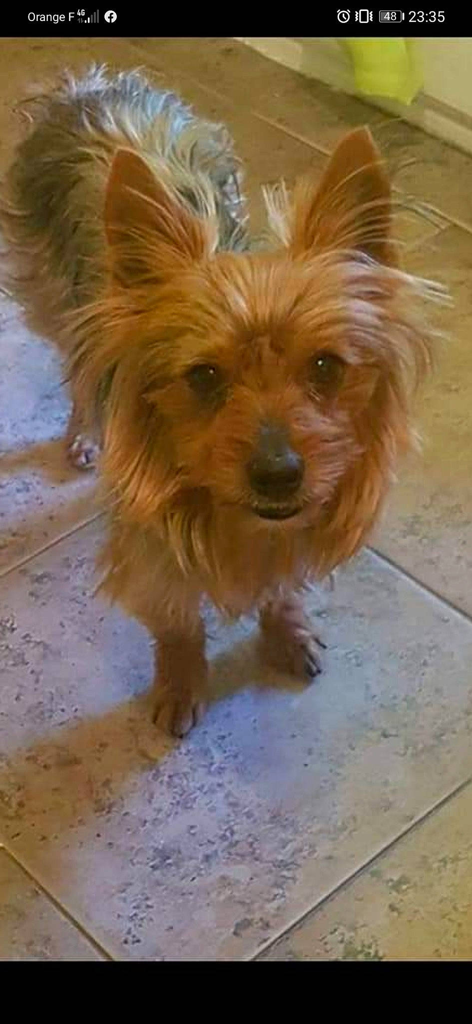 Disco participe au concours pour gagner de l'argent avec cette photo : australian_terrier, brown, canidae, carnivore, dog, dog_breed, fawn, floor, flooring, liver, mammal, small_terrier, snout, tan, terrier, tile, toy_dog, vertebrate, wood_stain, working_animal