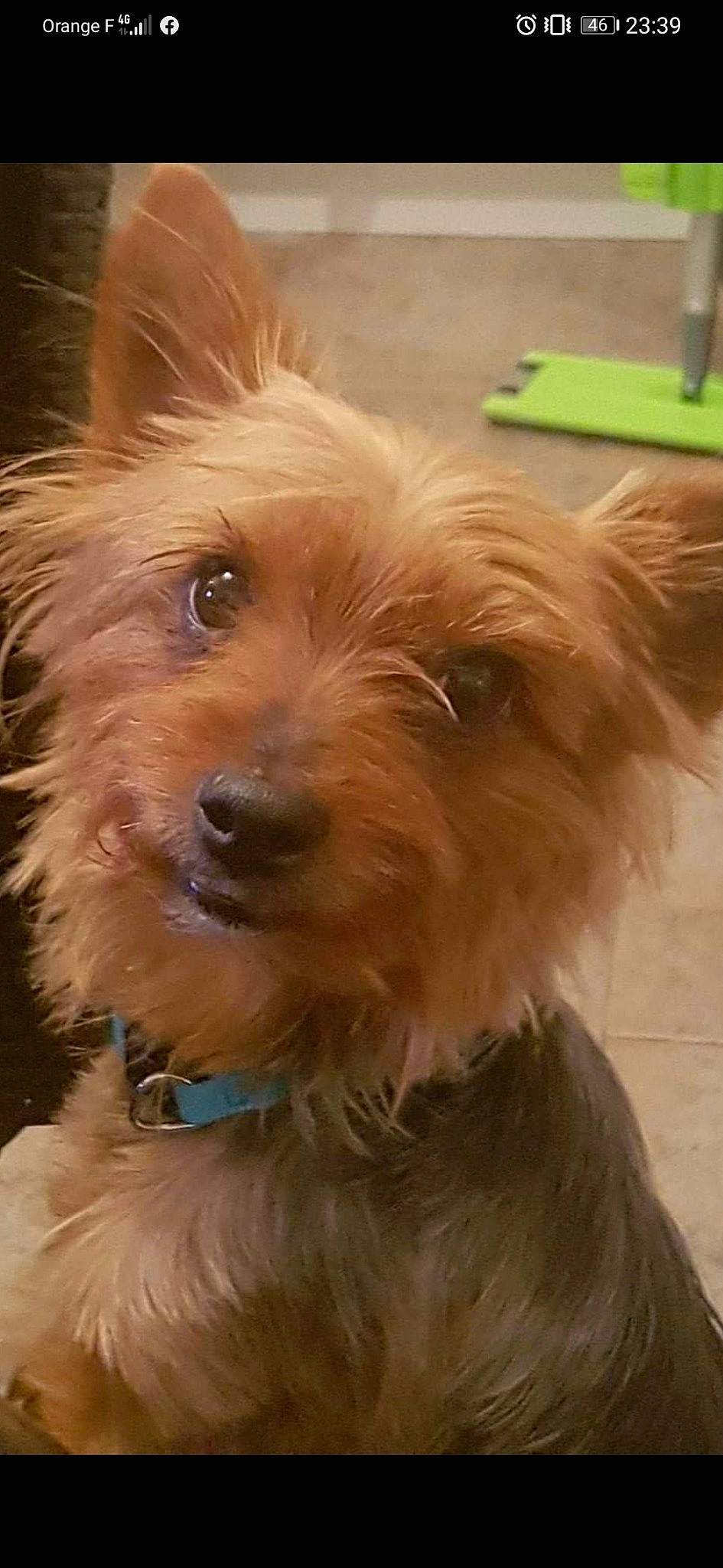 Disco a rejoint le concours — aidez-le/la à gagner de superbes lots ! canidae, carnivore, companion_dog, dog, dog_breed, ear, fawn, fur, liver, maltepoo, small_terrier, snout, soft_drink, sporting_group, terrier, toy_dog, water_dog, whiskers, working_animal, yorkipoo