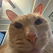 Sasha is registered to the contest to win money with this photo: cat, close_up, indoor, curious, whiskers, ears, nose, face, pet, animal, orange_cat, fur, ceiling_fan, door, room, home, light, reflection, window, household