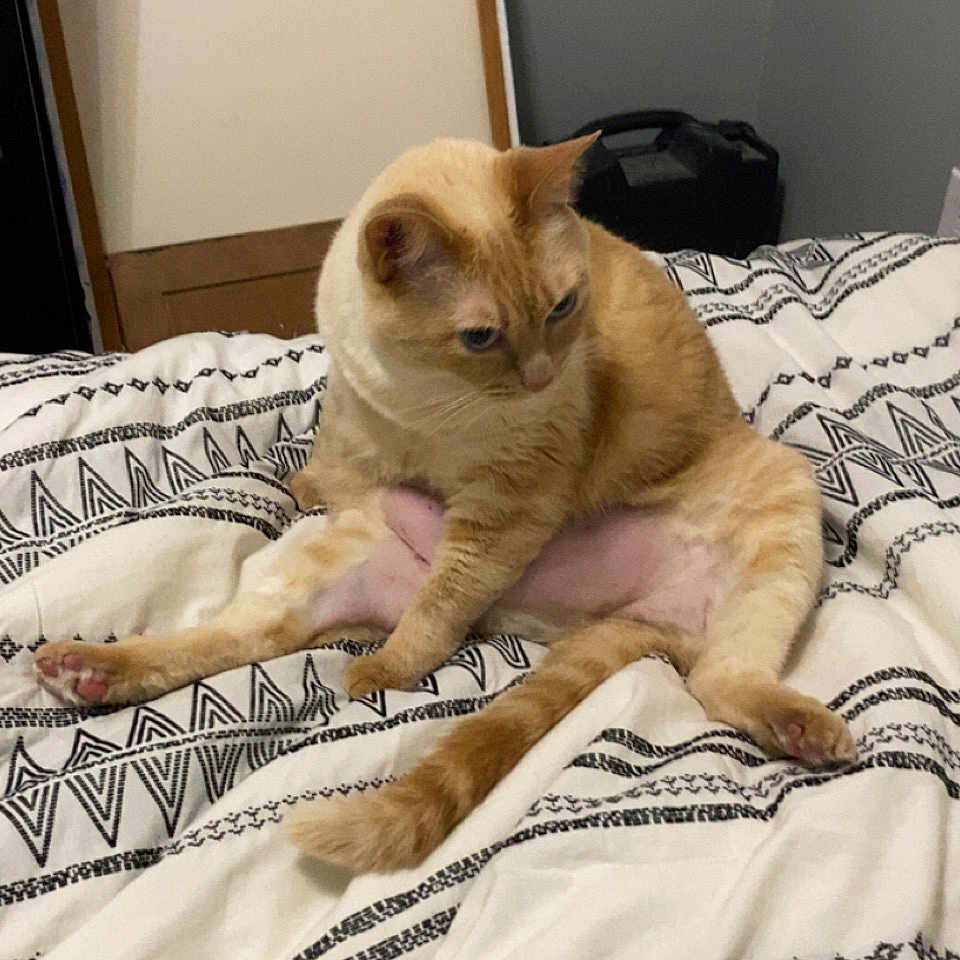 Sasha is registered to the contest to win money with this photo: cat, ginger_cat, bed, blanket, patterned_blanket, indoor, pet, feline, animal, resting, curious, orange_fur, tail, paw, wooden_frame, bag, wall, relaxed, sitting, home