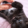 Freya participe au concours pour gagner de l'argent avec cette photo : animal, black_cat, blue_eyes, cat, close_up, cute, funny, fur, human_hand, indoors, kitten, lying_down, pet, playful, portrait, soft_blanket, tail, tongue_out, upside_down, whiskers