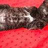 animal, black_cat, cat, claws, closeup, cute, eyes, fluffy, fur, indoor, kitten, lying_down, on_back, paws, pet, playful, portrait, red_blanket, textile, whiskers
