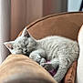 Wicket a rejoint le concours — aidez-le/la à gagner de superbes lots ! animal, cat, couch, cozy, curled_up, cute, domestic, fur, furniture, gray, indoor, kitten, paws, peaceful, pet, relaxing, resting, sleeping, soft_light, window