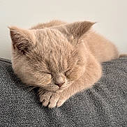 Wicket participe au concours pour gagner de l'argent avec cette photo : adorable, animal, beige, cat, closeup, couch, cozy, cute, feline, fur, indoor, kitten, nap, paw, pet, relaxed, resting, sleeping, soft, textured