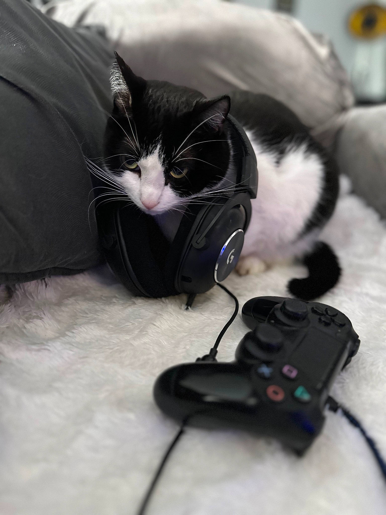 Zelda participe au concours pour gagner de l'argent avec cette photo : audio_equipment, bag, black_cat, cable, carnivore, cat, comfort, domestic_short_haired_cat, felidae, foot, fur, gadget, game_controller, paw, sitting, small_to_medium_sized_cats, snout, tail, whiskers, wire