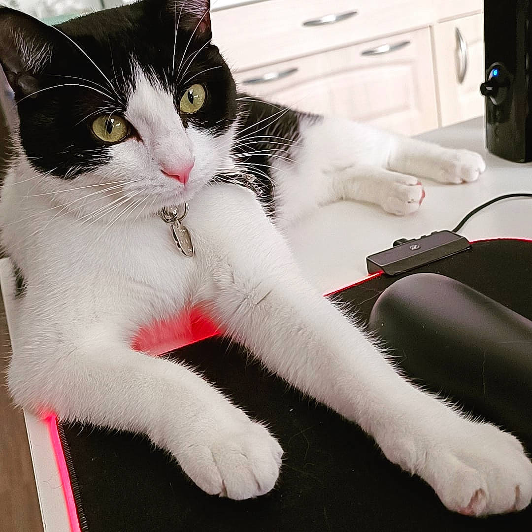 Zelda a rejoint le concours — aidez-le/la à gagner de superbes lots ! carmine, carnivore, cat, claw, comfort, domestic_short_haired_cat, felidae, foot, fur, human_leg, lap, leg, paw, sitting, small_to_medium_sized_cats, snout, tail, thigh, whiskers, white