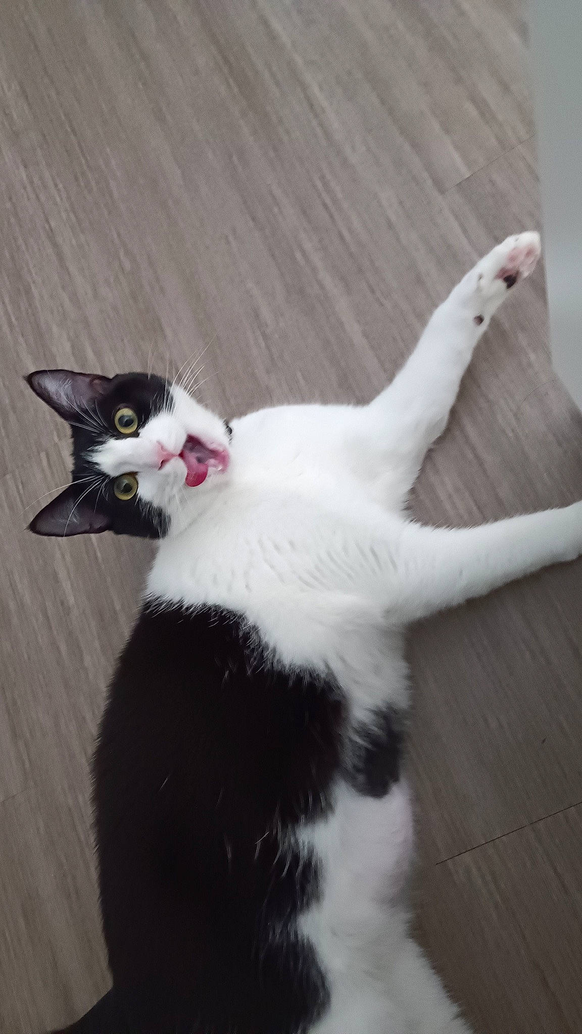 Zelda a rejoint le concours — aidez-le/la à gagner de superbes lots ! black_cat, carnivore, cat, dog_breed, domestic_short_haired_cat, felidae, flooring, formal_wear, fur, hardwood, paw, small_to_medium_sized_cats, snout, tail, whiskers, wood