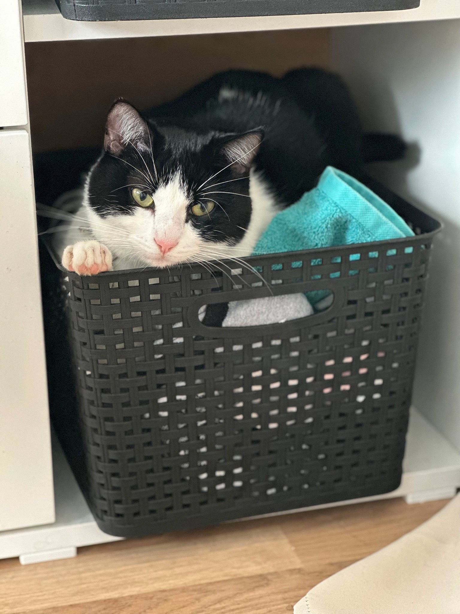 Zelda a rejoint le concours — aidez-le/la à gagner de superbes lots ! audio_equipment, bag, basket, box, cardboard, carnivore, carton, cat, domestic_short_haired_cat, electronic_device, felidae, hardwood, output_device, packaging_and_labeling, peripheral, shipping_box, small_to_medium_sized_cats, whiskers, wicker, wood
