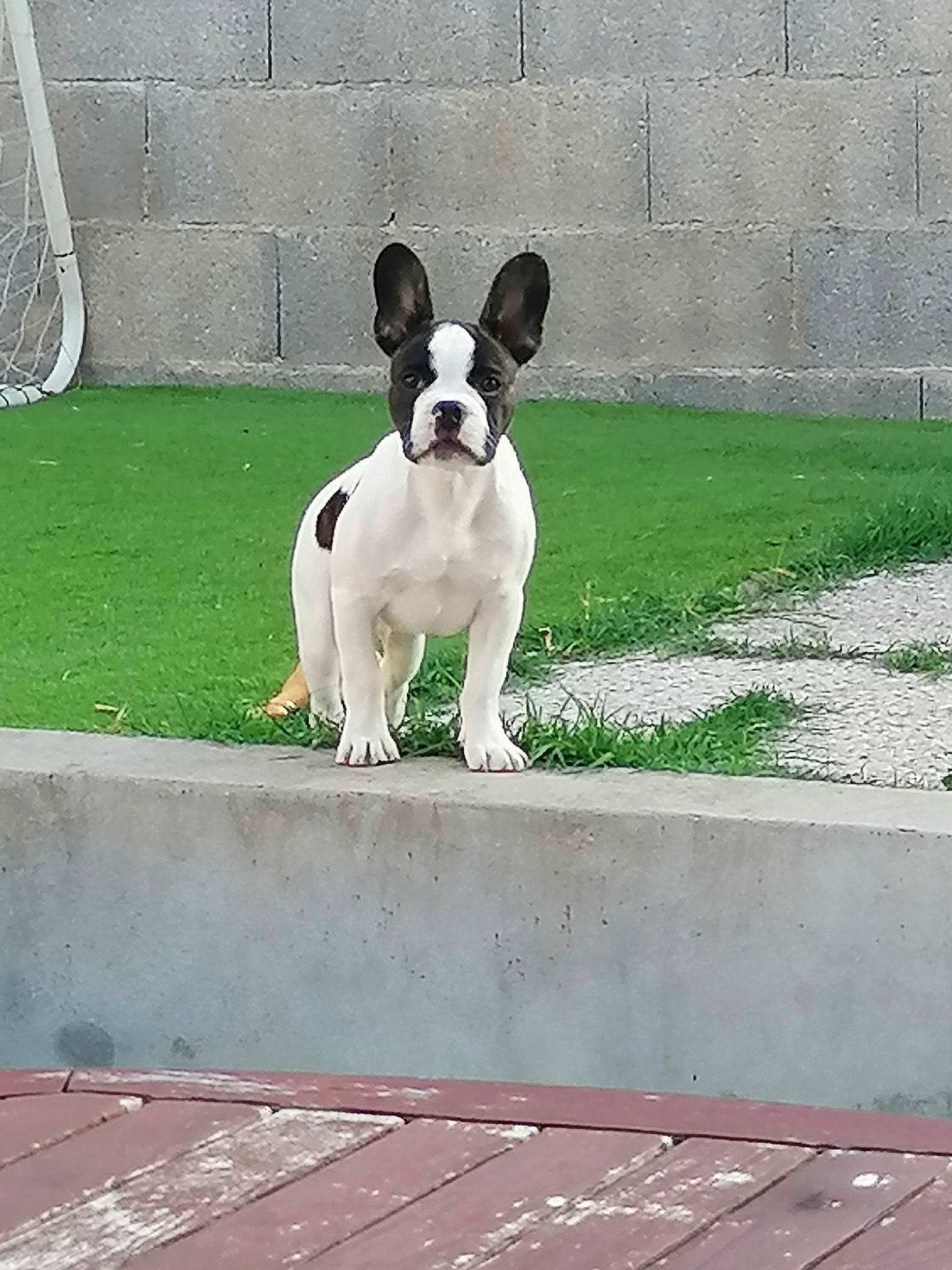 Ulk a rejoint le concours — aidez-le/la à gagner de superbes lots ! canidae, carnivore, collar, companion_dog, dog, dog_breed, dog_collar, fawn, flooring, foot, grass, paw, plant, snout, sporting_group, tail, terrestrial_animal, whiskers, window, working_animal