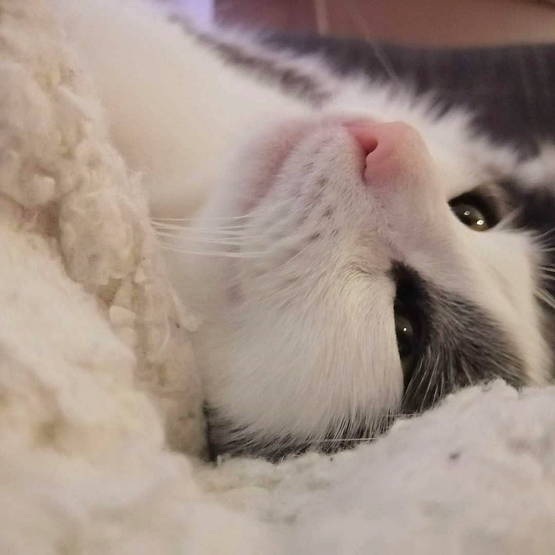Praline