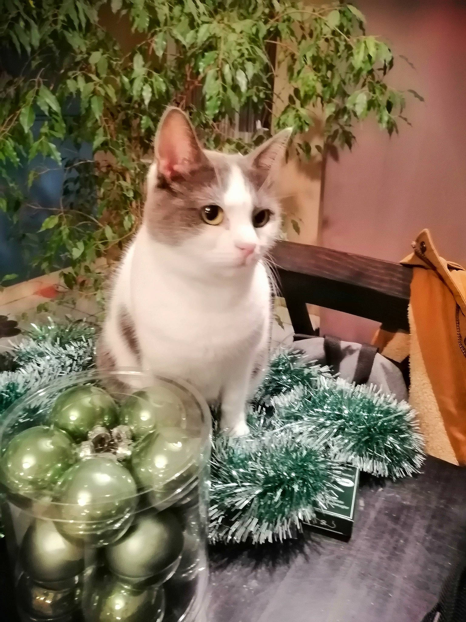 Praline participe au concours pour gagner de l'argent avec cette photo : carnivore, cat, christmas_decoration, christmas_ornament, domestic_short_haired_cat, event, evergreen, felidae, fur, grass, holiday, holiday_ornament, ornament, plant, small_to_medium_sized_cats, snout, tail, whiskers, window, wood