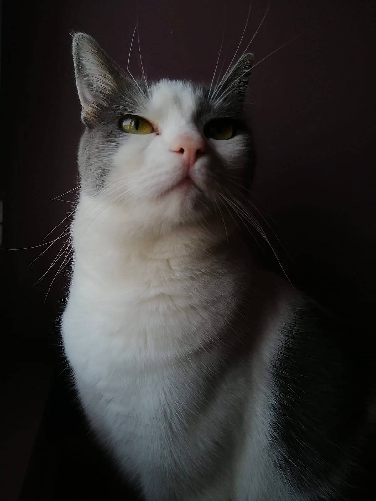 Praline participe au concours pour gagner de l'argent avec cette photo : carnivore, cat, darkness, domestic_short_haired_cat, felidae, fur, small_to_medium_sized_cats, snout, tail, terrestrial_animal, whiskers, window