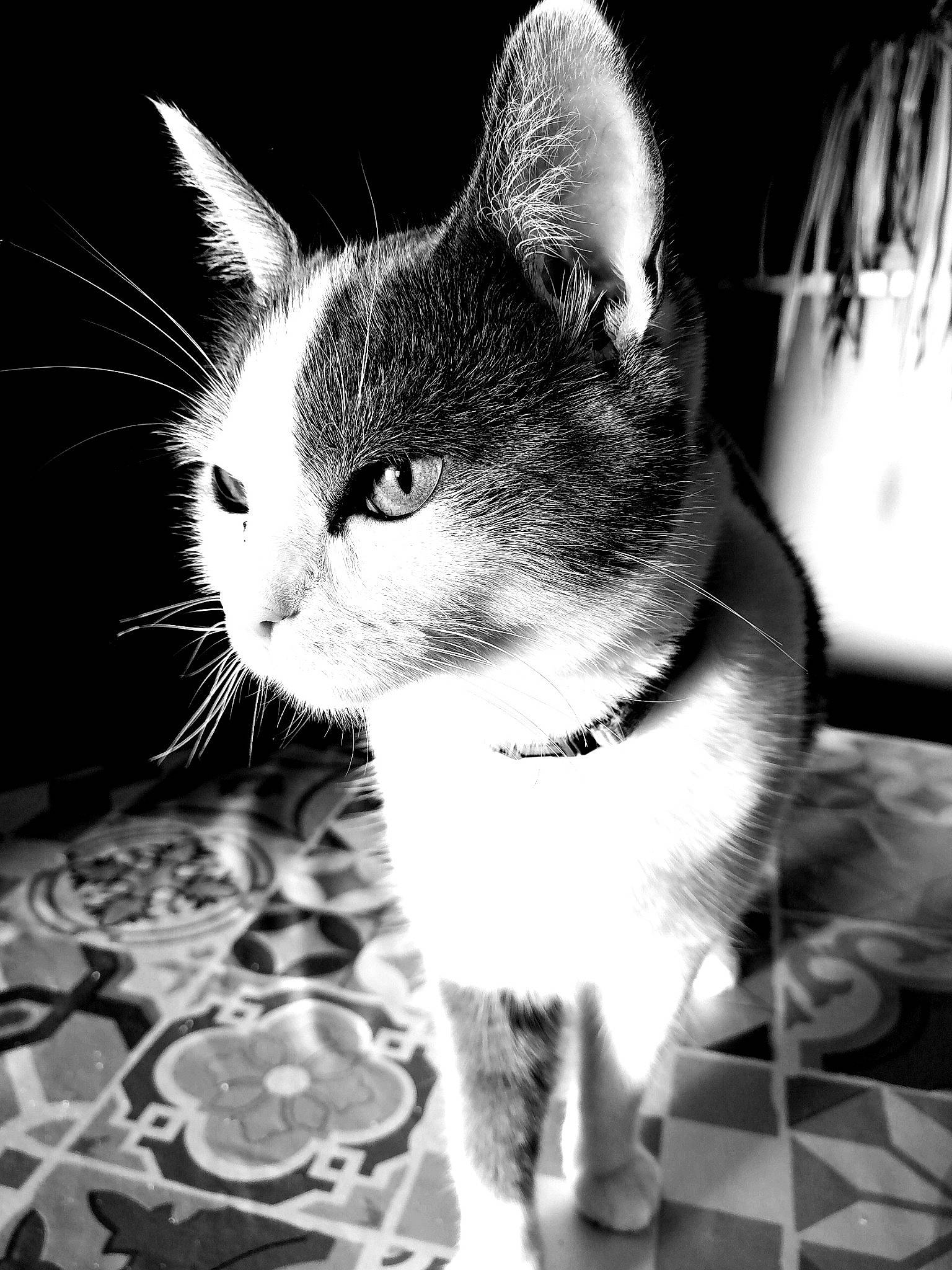 Praline participe au concours pour gagner de l'argent avec cette photo : beauty, black, black_and_white, carnivore, cat, close_up, domestic_short_haired_cat, felidae, flash_photography, fur, grey, iris, monochrome, monochrome_photography, small_to_medium_sized_cats, snout, stock_photography, style, tail, whiskers