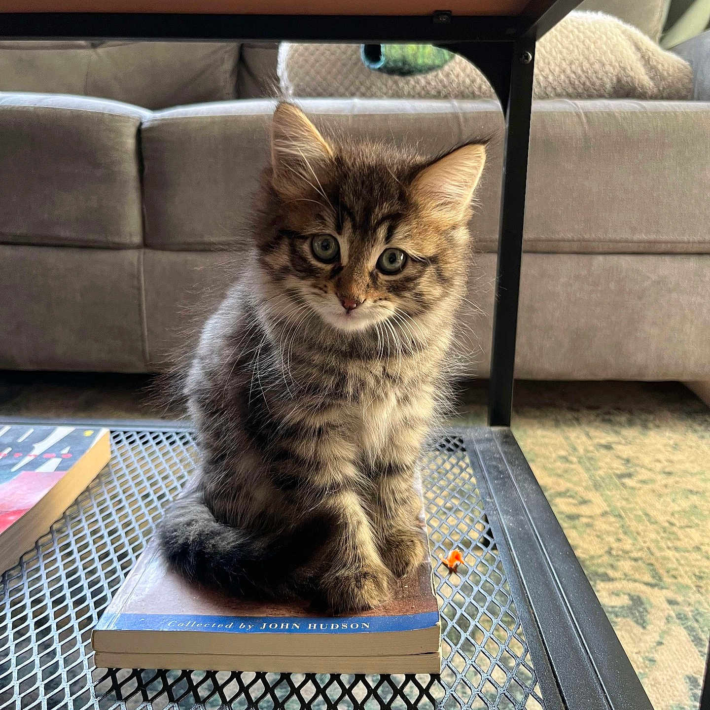 Cleo is registered to the contest to win money with this photo: animal, architecture, building, canine, cat, coffeetable, couch, cushion, dog, furniture, hardwood, homedecor, indoors, interiordesign, kitten, livingroom, pet, room, table, wood