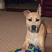 Brady is registered to the contest to win money with this photo: animal, canine, carpet, chair, couch, cute, dog, domestic, ears, furniture, home, indoor, living_room, paw, pet, playful, resting, rope_toy, tan_dog, toy