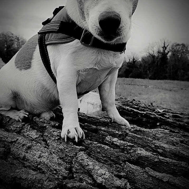 Franklin