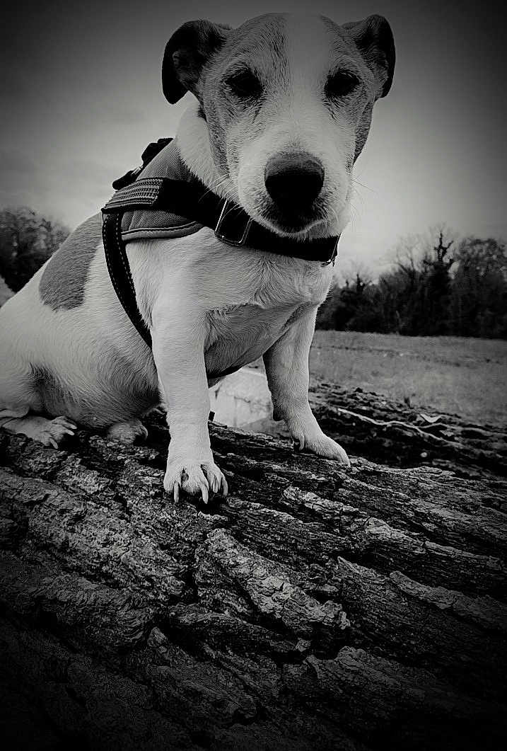 Franklin