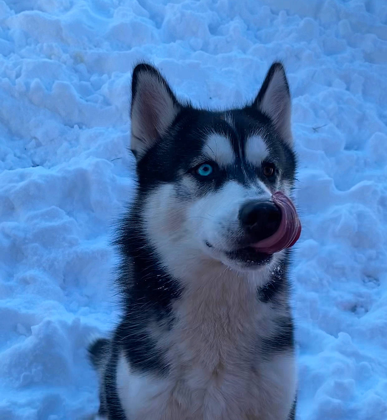 Sawyer is registered to the contest to win money with this photo: ancient_dog_breeds, art, canidae, carnivore, companion_dog, dog, dog_breed, electric_blue, fur, non_sporting_group, plant, sled_dog, snout, sporting_group, tail, terrestrial_animal, whiskers, wildlife, winter, working_dog