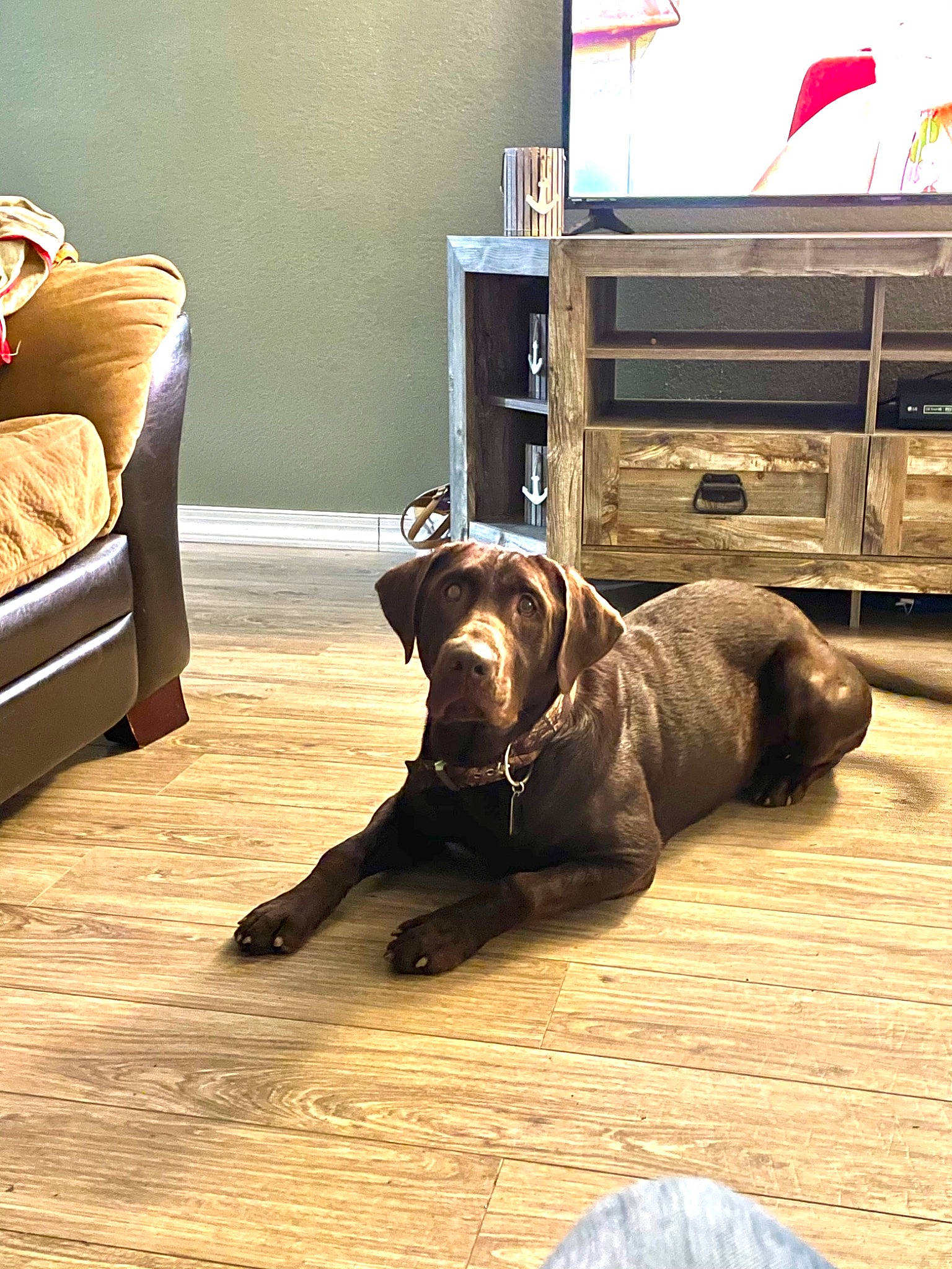 River is registered to the contest to win money with this photo: canidae, carnivore, companion_dog, dog, dog_breed, english_mastiff, fawn, floor, flooring, korean_mastiff, mammal, neapolitan_mastiff, sporting_group