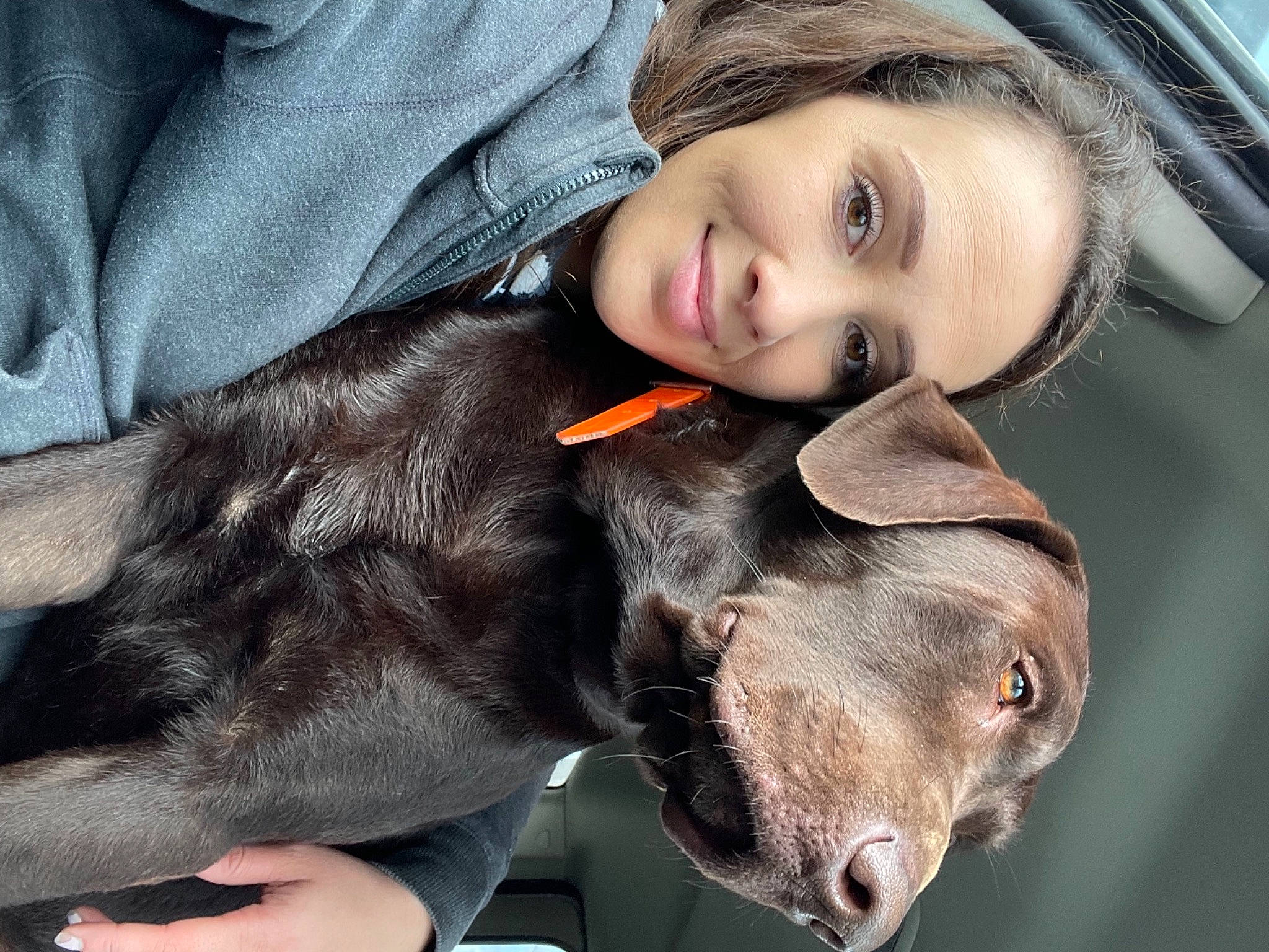 River is registered to the contest to win money with this photo: canidae, carnivore, dog, dog_breed, ear, eye, fawn, fur, great_dane, guard_dog, jaw, lip, liver, mouth, nose, smile, snout, sporting_group, weimaraner, working_animal