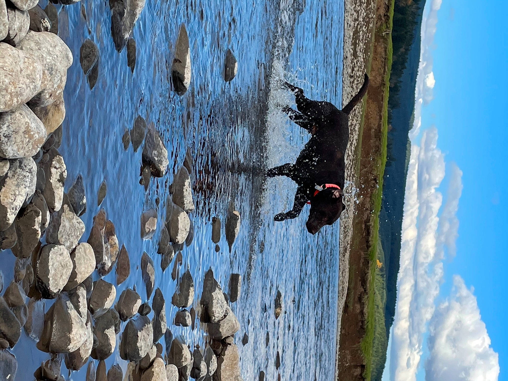 River joined the competition — help win amazing prizes! organism, plant, rock, tree, trunk, wood